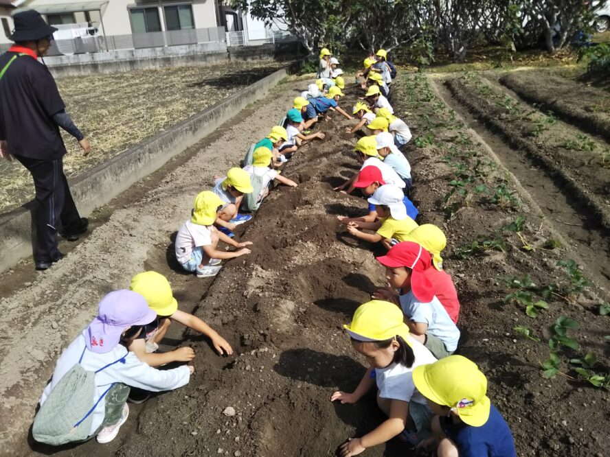 イチゴの苗植えをしたよ🍓（きりん・らいおんぐみ）