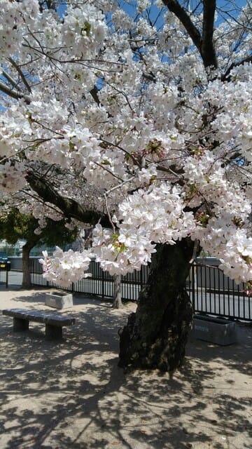 桜の木さん、ありがとう！